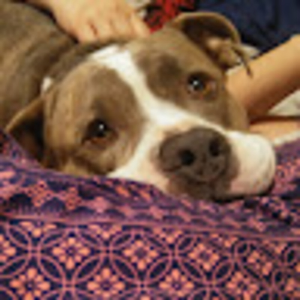 Meet your Posher, Monica